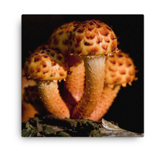 Canvas print Mushrooms